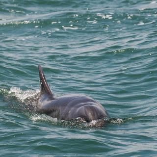 Uvita - Bahia Ballena - Dolphin